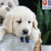 Image of Frankie, a Golden Retriever puppy