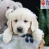 Image of Frankie, a Golden Retriever puppy