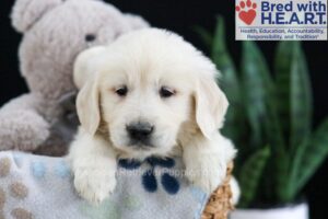 Image of Frankie, a Golden Retriever puppy