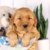 Image of Garth, a Golden Retriever puppy