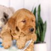 Image of Garth, a Golden Retriever puppy