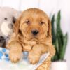 Image of Garth, a Golden Retriever puppy