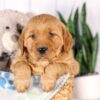 Image of Garth, a Golden Retriever puppy