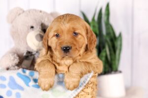 Image of Garth, a Golden Retriever puppy