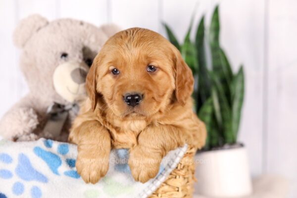 Image of Garth, a Golden Retriever puppy