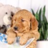 Image of Garth, a Golden Retriever puppy