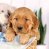 Image of Garth, a Golden Retriever puppy