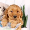 Image of Garth, a Golden Retriever puppy