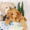 Image of Ginger, a Golden Retriever puppy