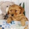 Image of Ginger, a Golden Retriever puppy