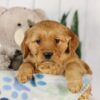 Image of Ginger, a Golden Retriever puppy