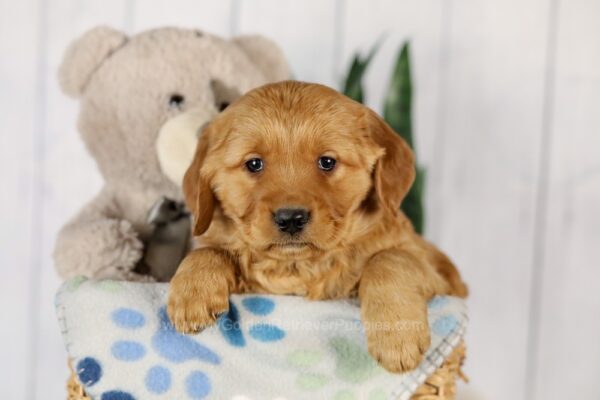 Image of Ginger, a Golden Retriever puppy