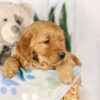 Image of Ginger, a Golden Retriever puppy