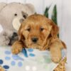 Image of Ginger, a Golden Retriever puppy