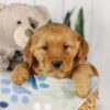 Image of Ginger, a Golden Retriever puppy