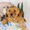 Image of Ginger, a Golden Retriever puppy