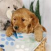 Image of Ginger, a Golden Retriever puppy