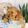 Image of Ginger, a Golden Retriever puppy