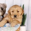 Image of Graham, a Golden Retriever puppy