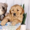 Image of Graham, a Golden Retriever puppy