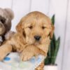 Image of Graham, a Golden Retriever puppy