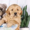 Image of Graham, a Golden Retriever puppy