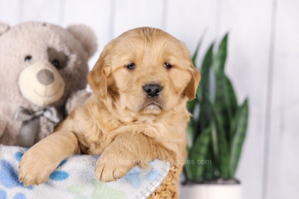 Image of Graham, a Golden Retriever puppy