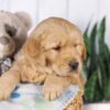 Image of Graham, a Golden Retriever puppy