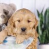 Image of Graham, a Golden Retriever puppy