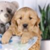 Image of Graham, a Golden Retriever puppy