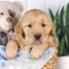 Image of Graham, a Golden Retriever puppy