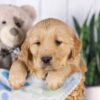 Image of Graham, a Golden Retriever puppy