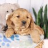 Image of Grayson, a Golden Retriever puppy