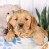 Image of Grayson, a Golden Retriever puppy