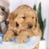 Image of Grayson, a Golden Retriever puppy