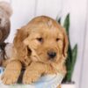 Image of Grayson, a Golden Retriever puppy