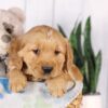 Image of Grayson, a Golden Retriever puppy