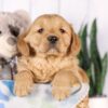 Image of Grayson, a Golden Retriever puppy