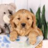 Image of Grayson, a Golden Retriever puppy