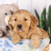 Image of Grayson, a Golden Retriever puppy