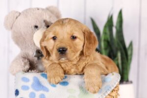 Image of Grayson, a Golden Retriever puppy