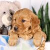 Image of Gretta, a Golden Retriever puppy