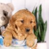 Image of Gretta, a Golden Retriever puppy