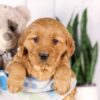 Image of Gretta, a Golden Retriever puppy