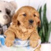 Image of Gretta, a Golden Retriever puppy