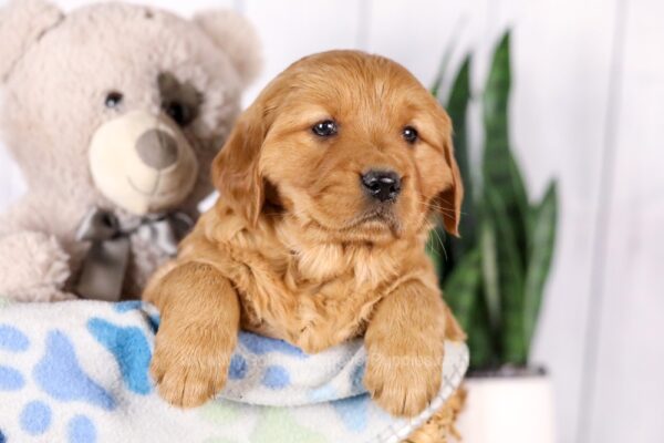 Image of Gretta, a Golden Retriever puppy