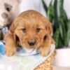 Image of Gretta, a Golden Retriever puppy