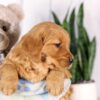 Image of Gretta, a Golden Retriever puppy