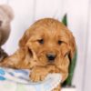 Image of Gretta, a Golden Retriever puppy