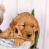 Image of Gretta, a Golden Retriever puppy